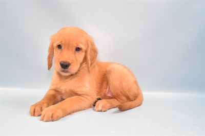 Golden Retriever-DOG-Female-Dark Golden-10926-Petland Monroeville, PA