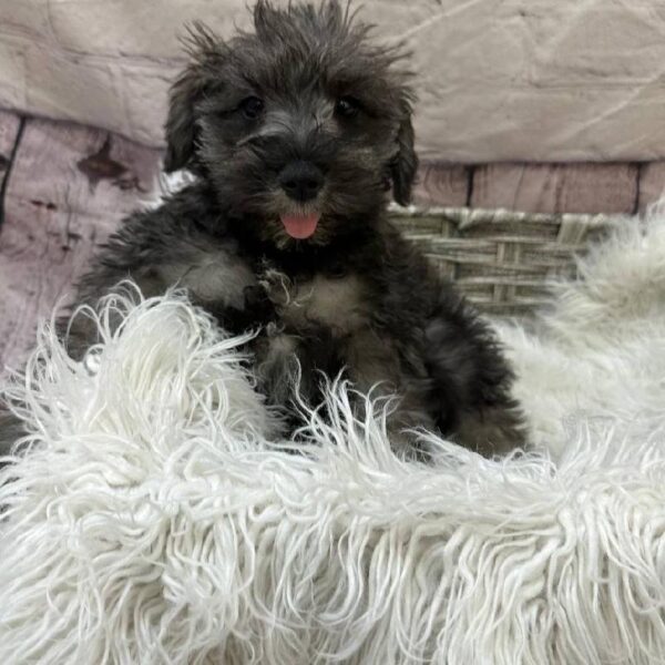 Mini Schnauzer-DOG-Male-Salt / Pepper-10933-Petland Monroeville, PA