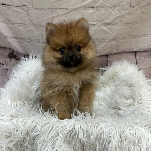 Pomeranian-DOG-Male-Red Sable-10932-Petland Monroeville, PA