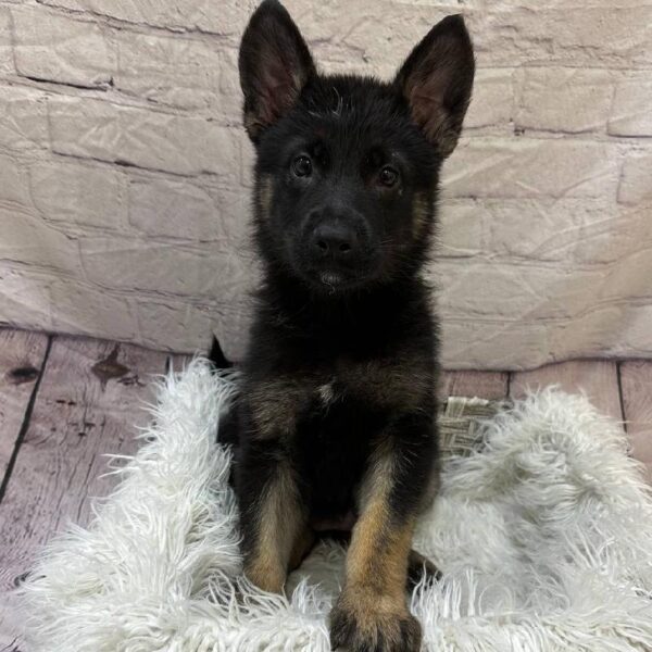 German Shepherd-DOG-Female-Black / Tan-10935-Petland Monroeville, PA
