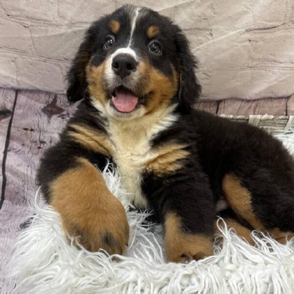 Bernese Mountain Dog-DOG-Male-Black White / Tan-10937-Petland Monroeville, PA