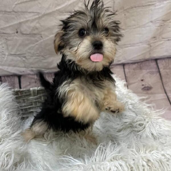Morkie-DOG-Female-Black / Tan-10934-Petland Monroeville, PA