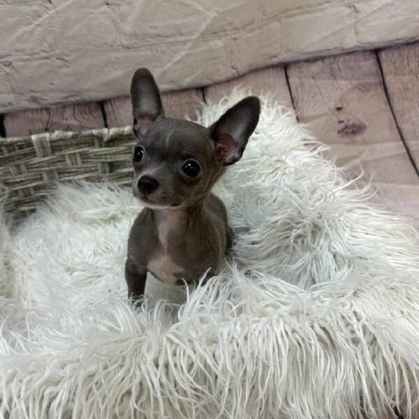 Chihuahua-DOG-Male-Blue-10931-Petland Monroeville, PA