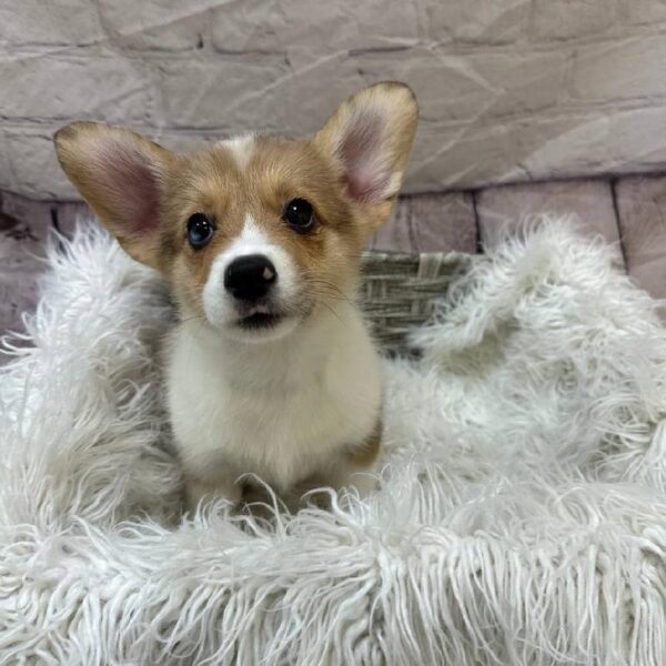 Pembroke Welsh Corgi-DOG-Female-Red Merle-10936-Petland Monroeville, PA