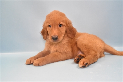 Golden Retriever-DOG-Male-Dark Golden-10958-Petland Monroeville, PA