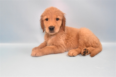 Golden Retriever-DOG-Female-Golden-10959-Petland Monroeville, PA