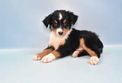Toy Australian Shepherd-DOG-Male-Black Brown and White-10960-Petland Monroeville, PA