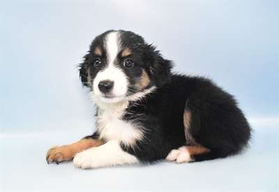 Miniature Australian Shepherd-DOG-Female-Black White and Brown-10961-Petland Monroeville, PA