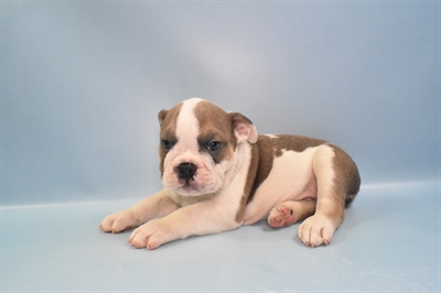 Old English Bulldog-DOG-Male-Grey and White-10962-Petland Monroeville, PA