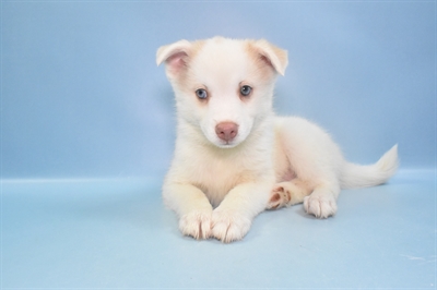 Pomsky-DOG-Male-Sable-10963-Petland Monroeville, PA