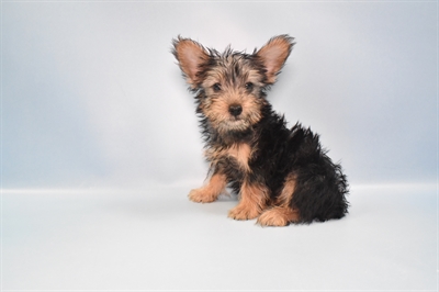 Silky Terrier-DOG-Male-Silver Black and Tan-10964-Petland Monroeville, PA