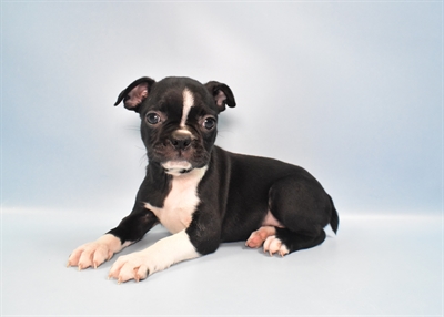 Boston Terrier-DOG-Female-Black and White-10965-Petland Monroeville, PA