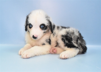 Australian Shepherd-DOG-Female-Blue Merle White and Tan-10966-Petland Monroeville, PA