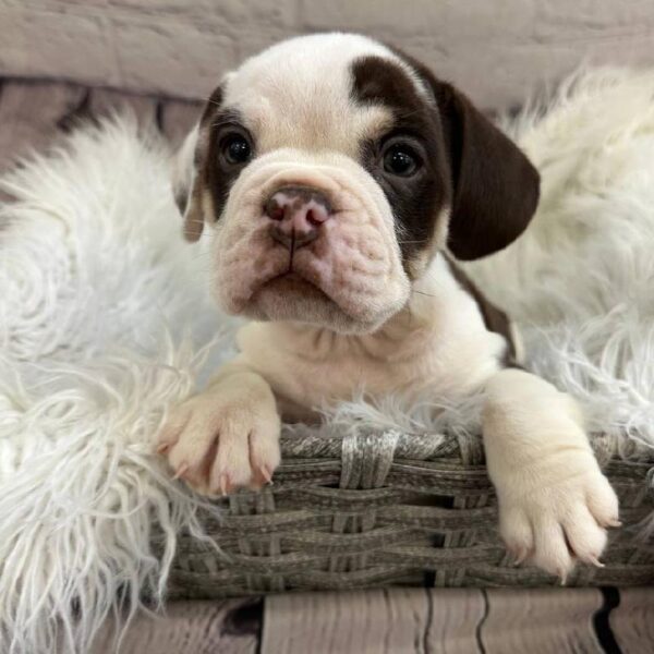 Beabull-DOG-Male-Chocolate White Tan-11004-Petland Monroeville, PA