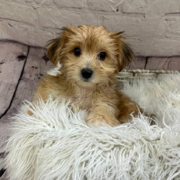 Yorkie-Poo-DOG-Female-Gold-11001-Petland Monroeville, PA
