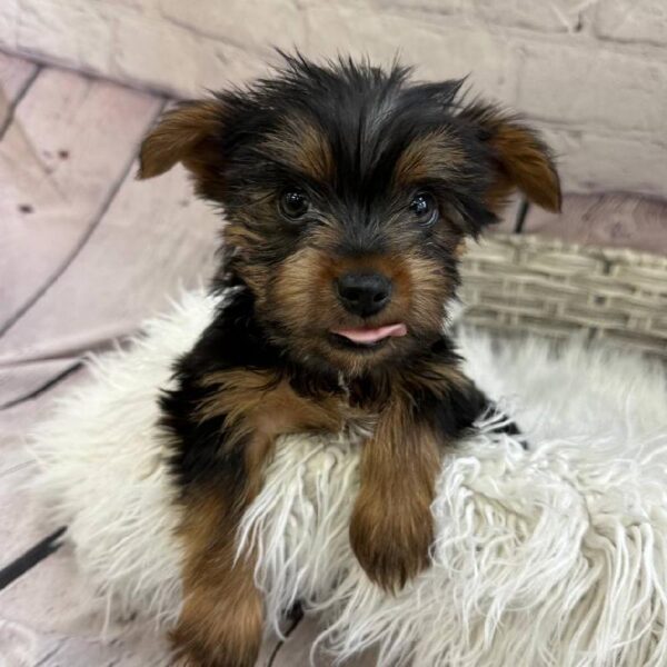 Silky Terrier-DOG-Male-Black / Tan-11002-Petland Monroeville, PA