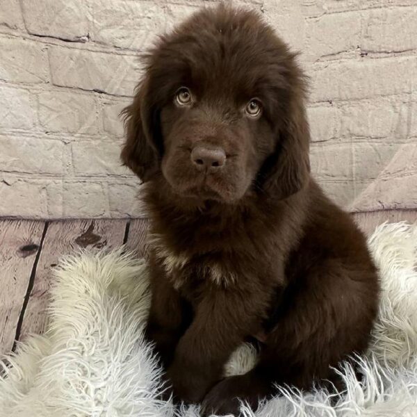 Newfoundland-DOG-Female--11003-Petland Monroeville, PA