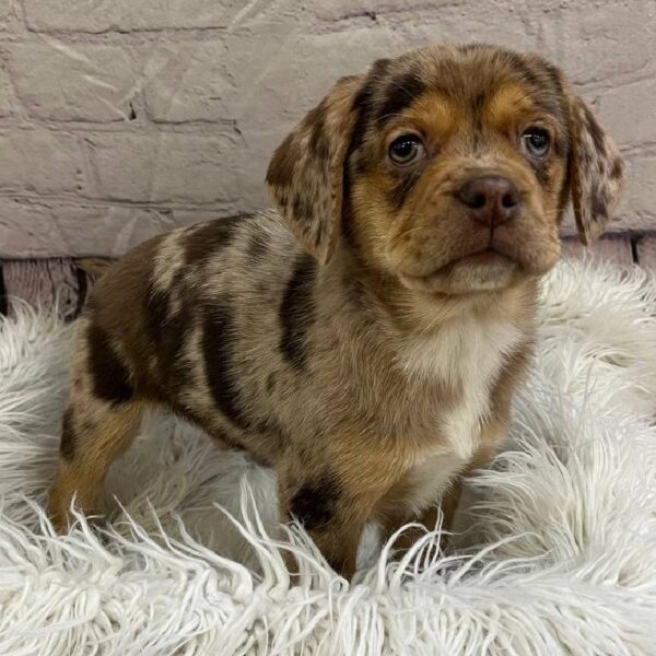 Puggle-DOG-Male-Chocolate Merle-11016-Petland Monroeville, PA