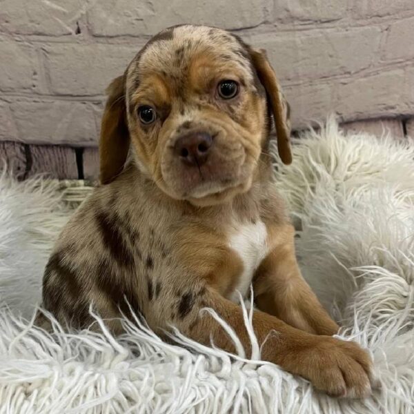 Puggle-DOG-Female-Chocolate Merle-11019-Petland Monroeville, PA