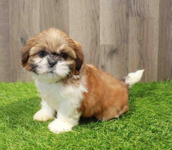 Shih Tzu-DOG-Male-Liver / White-11023-Petland Monroeville, PA