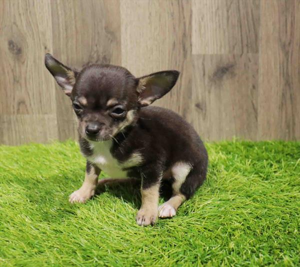 Chihuahua-DOG-Male-Black / Tan-11024-Petland Monroeville, PA