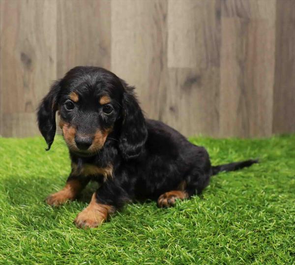 Dachshund-DOG-Male-Black / Tan-11025-Petland Monroeville, PA