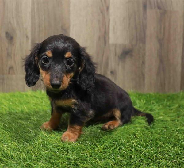 Dachshund-DOG-Female-Black / Tan-11026-Petland Monroeville, PA