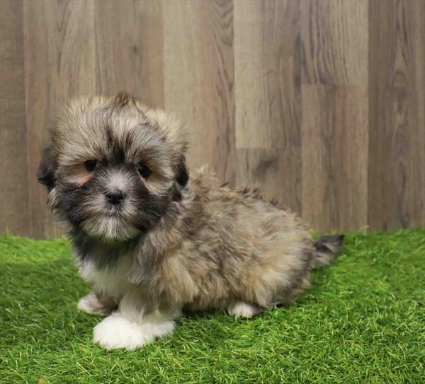 La-Chon-DOG-Male-Grizzle-11028-Petland Monroeville, PA