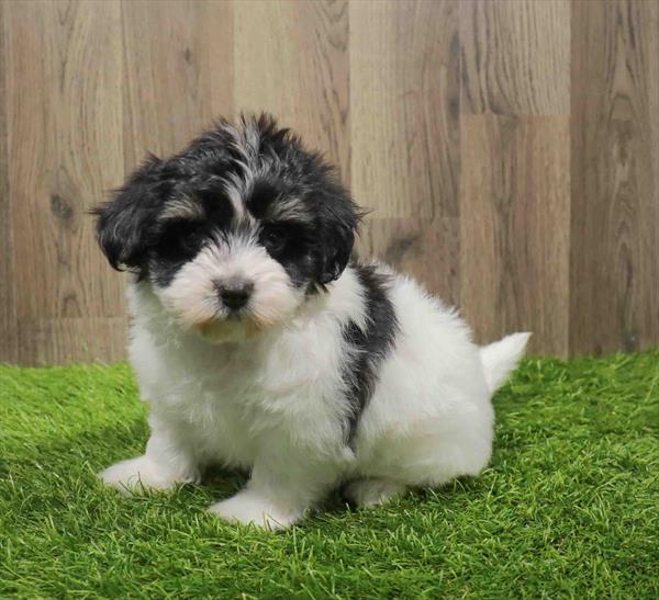 Coton De Tulear-DOG-Female-Black / White-11031-Petland Monroeville, PA