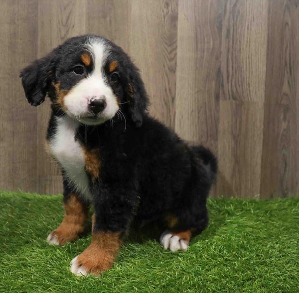 Bernese Mountain Dog-DOG-Male-Black White / Tan-11032-Petland Monroeville, PA