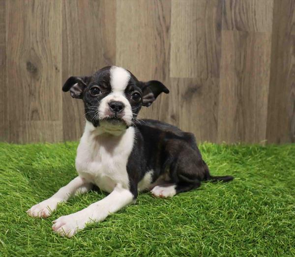 Boston Terrier-DOG-Female-Black / White-11033-Petland Monroeville, PA