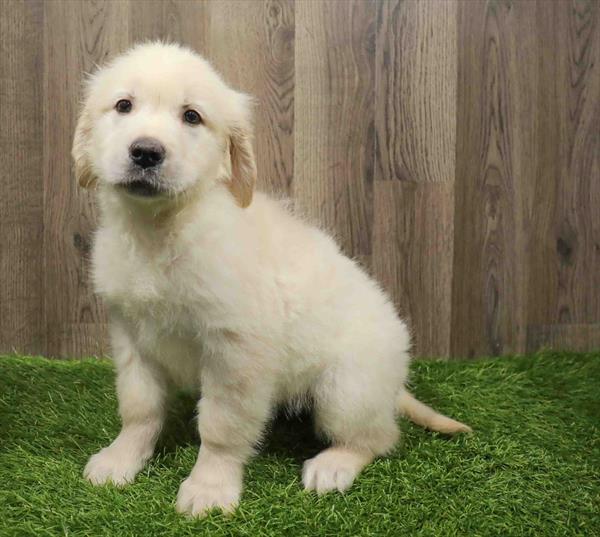 Golden Retriever-DOG-Female-Golden-11035-Petland Monroeville, PA