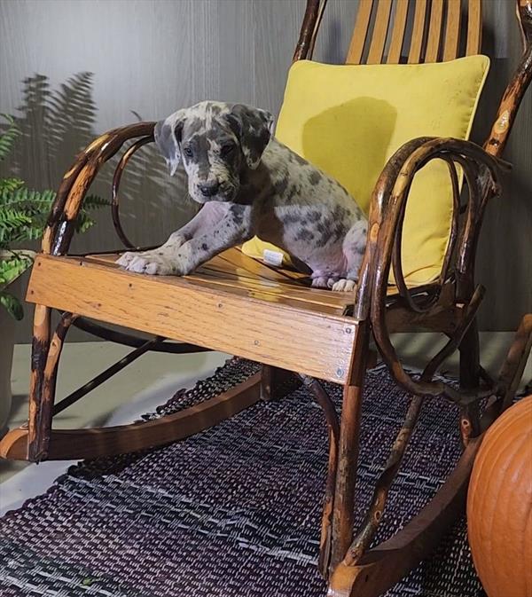 Great Dane-DOG-Male-Merle-11038-Petland Monroeville, PA