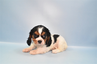 Cavalier King Charles Spaniel-DOG-Female-Black and Tan-10874-Petland Monroeville, PA