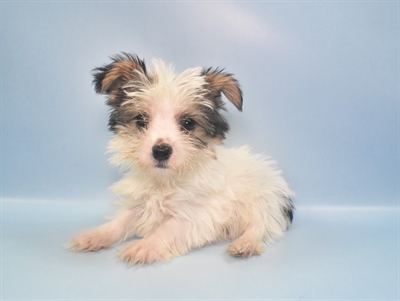 Yorkie-DOG-Male-Black Tan and White-10875-Petland Monroeville, PA