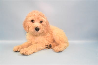 Mini Goldendoodle 2nd Gen.-DOG-Male-Golden-10878-Petland Monroeville, PA