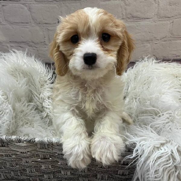 Cavachon-DOG-Female-Blenheim-10906-Petland Monroeville, PA