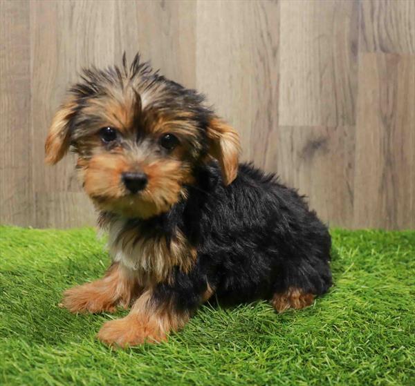 Yorkie-DOG-Female-Black / Tan-11010-Petland Monroeville, PA