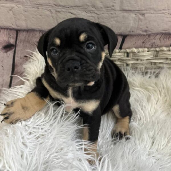Beabull-DOG-Female-Black / Tan-11005-Petland Monroeville, PA