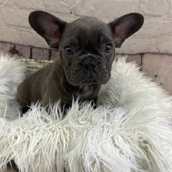 French Bulldog-DOG-Male-Blue-11000-Petland Monroeville, PA