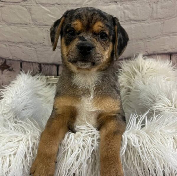 Puggle-DOG-Male-Blue Merle-11017-Petland Monroeville, PA