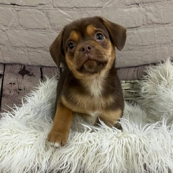 Puggle-DOG-Male-Chocolate & Tan-11018-Petland Monroeville, PA