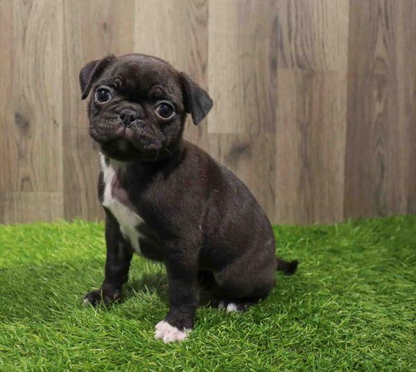 Bugg-DOG-Female-Brindle-11027-Petland Monroeville, PA