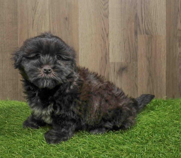 Shorkie-DOG-Female-Black-11029-Petland Monroeville, PA