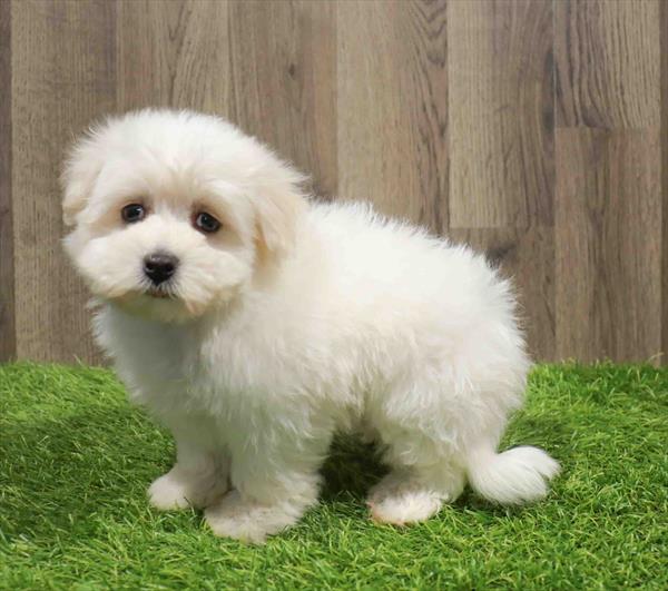 Coton De Tulear-DOG-Female-White-11030-Petland Monroeville, PA