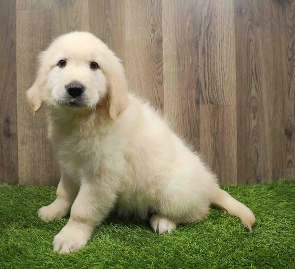 Golden Retriever-DOG-Male-Golden-11034-Petland Monroeville, PA