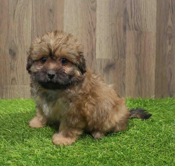 Peke-a-poo-DOG-Male-Sable-11036-Petland Monroeville, PA