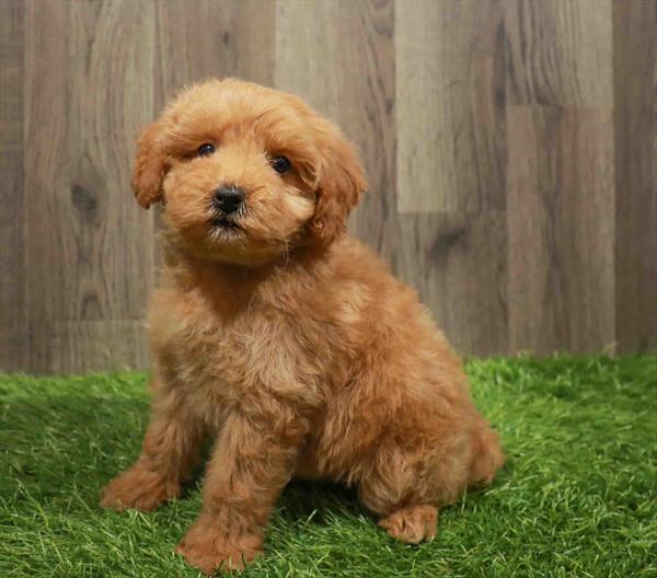 Mini Goldendoodle 2nd Gen.-DOG-Female-Apricot-11037-Petland Monroeville, PA