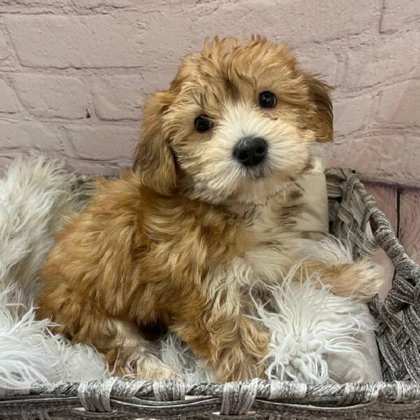 Morkie-DOG-Male-Golden-11056-Petland Monroeville, PA