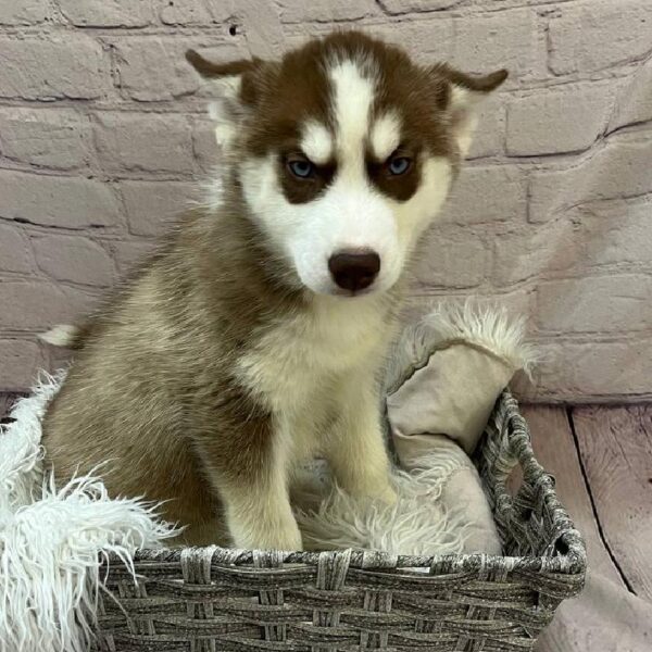Siberian Husky-DOG-Female-Red / White-11057-Petland Monroeville, PA